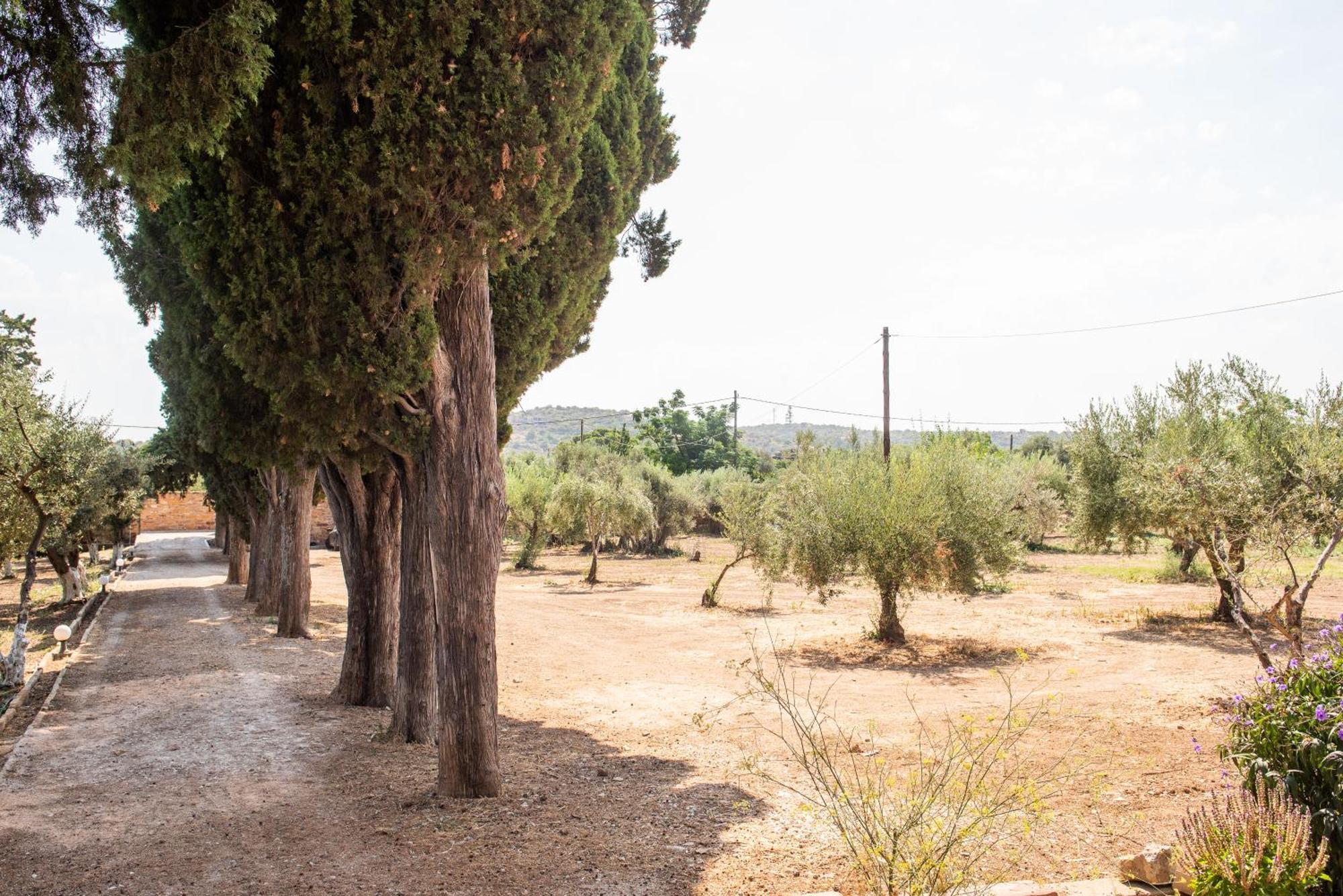 Calvocoressi Estate خيوس المظهر الخارجي الصورة